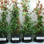 Phytoremédiation_ Sols contaminés _ Essais expérimentaux